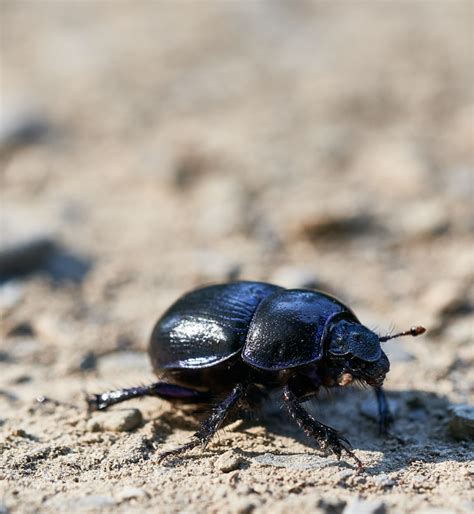 Carpet Beetle Extermination Insight Pest Solutions