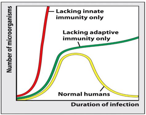 Immunology Micb Exam Flashcards Quizlet