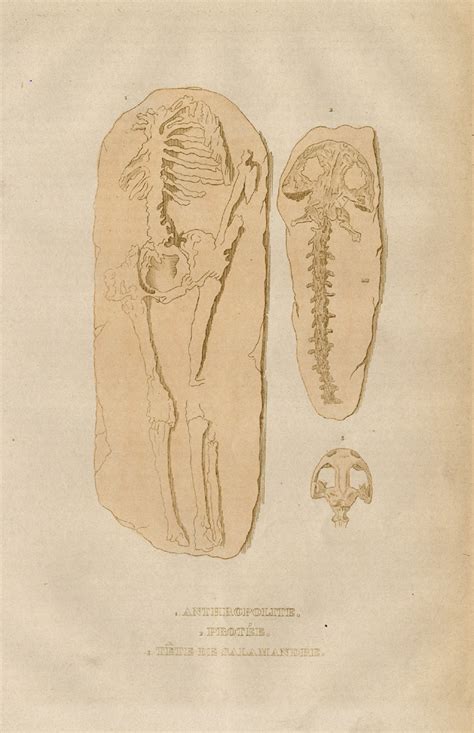 Antique Print-PETRIFACTION-FOSSILS-Drapiez-1853: (1853) Kunst / Grafik ...