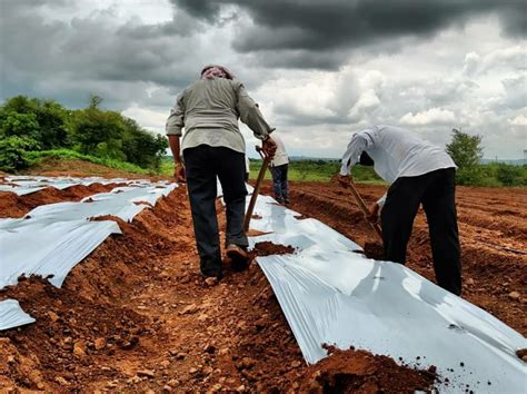 Plastic Biodegradable Mulch Film Roll For Agricultural Feet Rs