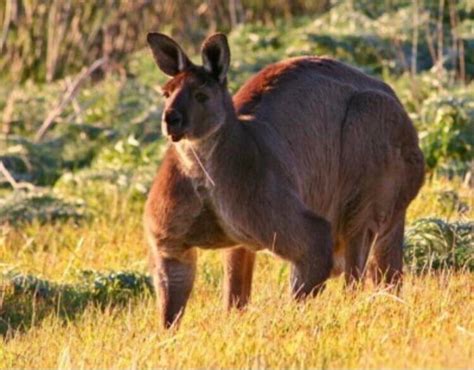 This super buff kangaroo : r/Bossfight