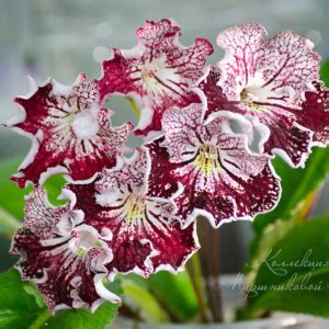 Купить Стрептокарпусы с доставкой почтой по России - Цветы26 ...