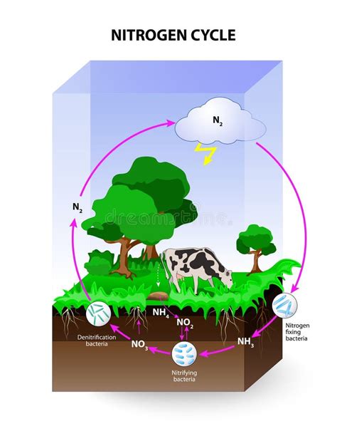 Nitrogen Cycle Stock Vector Illustration Of Fossil Cycle 75485137