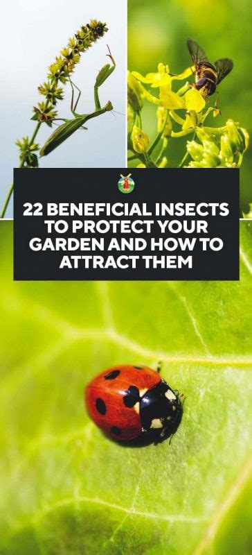 Beneficial Insects To Protect Your Garden And How To Attract Them