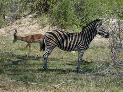 Free Images Nature Adventure Wildlife Love Fauna Savanna Zebra