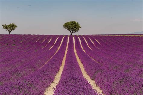 Valensole Lavender Fields & the Lavender Season - Grace J Silla