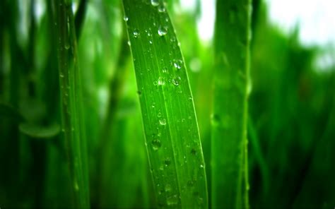 Early morning dew on the grass wallpaper | nature and landscape ...