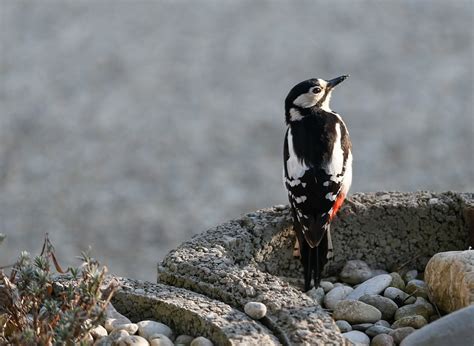 Specht Buntspecht Vogel Kostenloses Foto Auf Pixabay Pixabay