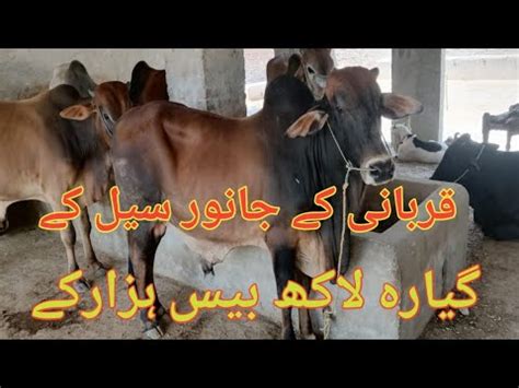 Qurbani Ke Janwar Sale Huy Itny Mehngy11 Lakh 20 Hazar K Amir Asad