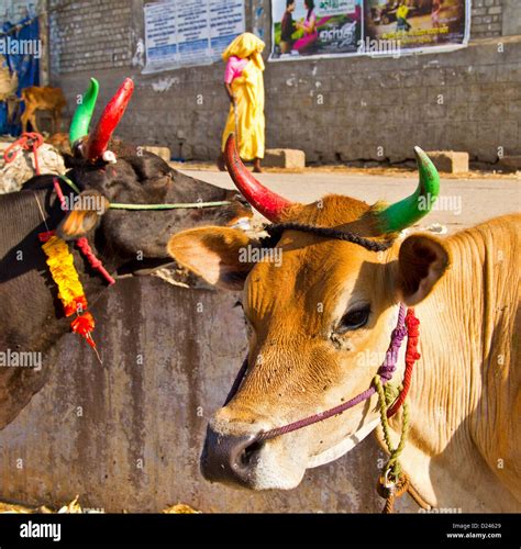 Sacred Cow Of Hinduism