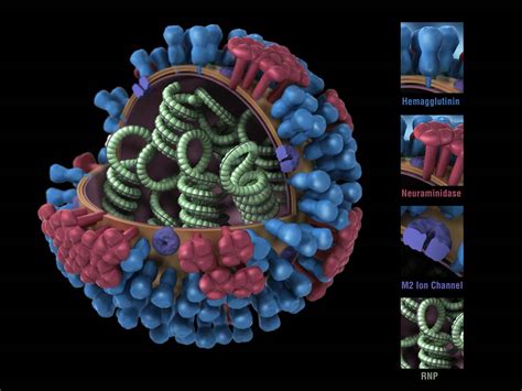 A Universal Influenza Vaccine May Be One Step Closer Bringing Long Lasting Protection Against