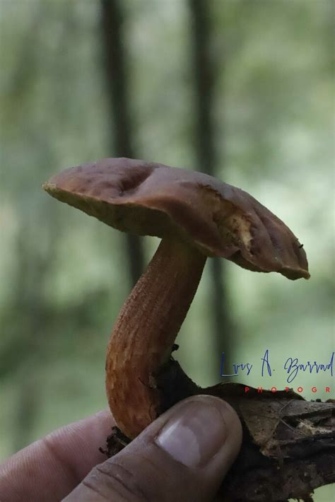 Hongos De Esponja Desde Vivero En Tlalnelhuayocan Ver M Xico El