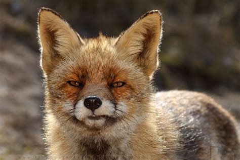 Funny Fox Face by thrumyeye on DeviantArt