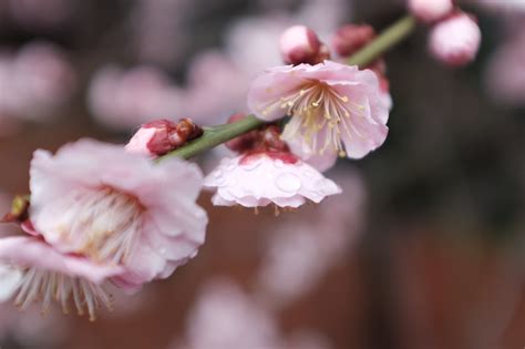 Wallpaper Jepang Makanan Cabang Buah Bunga Sakura Mekar