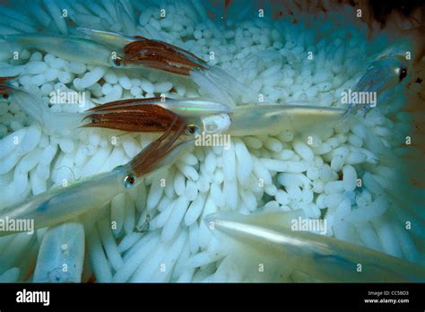 Market Squid Loligo Opalescens Mating California Pacific Ocean