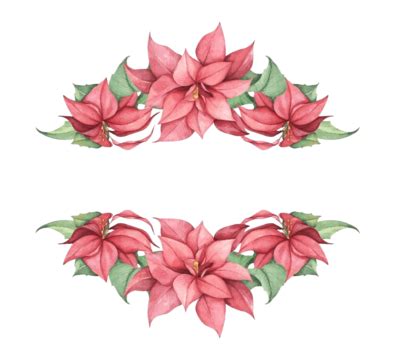 Poinsettias Clipart Christmas Poinsettias Vector Set Cartoon