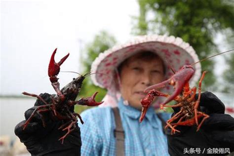 湖北荊州10萬小龍蝦「游」向世界盃，等待球迷們寵幸 每日頭條