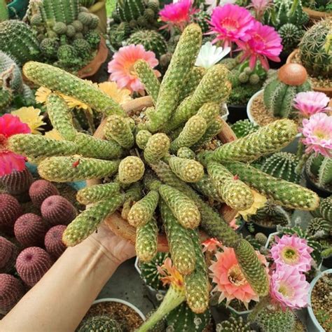 30 Unusual Succulents And Cacti For The Modern Gardener