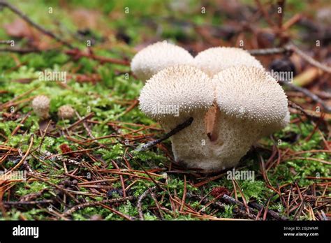 Detail of the common puffball - edible mushroom Stock Photo - Alamy