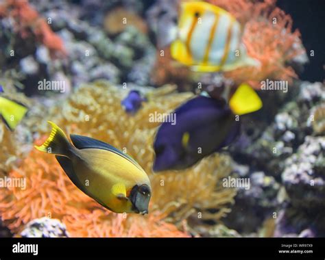 Paleta de pescado fotografías e imágenes de alta resolución Alamy