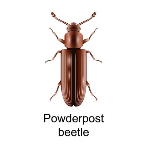 How Do You Get Rid Of Powderpost Beetles