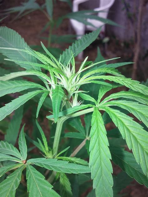 Cannabis Marihuana 20 Dias De Floracion En Exterior