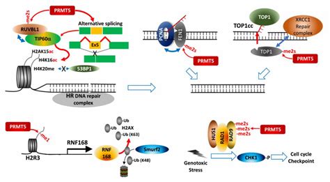 Prmt5 Function And Targeting In Cancer