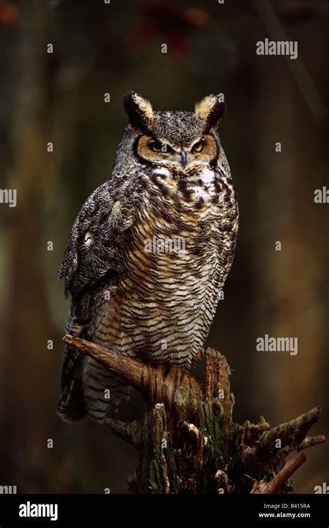 North America Usa Washington Northwest Trek A Great Horned Owl