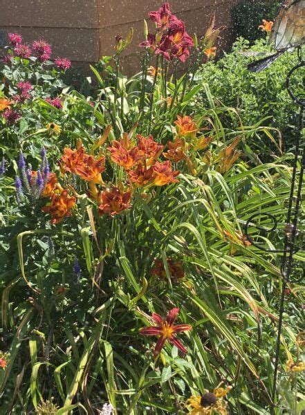 Double Bourbon Daylily Oakes Daylilies