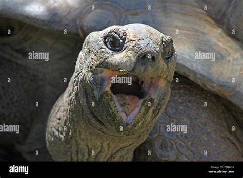 Seychelles Giant Tortoise Stock Photo Alamy