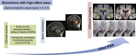 Autosomal Dominant Cerebellar Ataxias Imaging Biomarkers With High