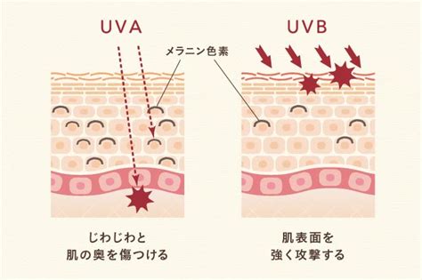 Uva・uvb？ 日焼けの違いは？ 意外と知らない紫外線のおはなし