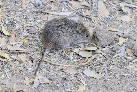 Yellow Nosed Cotton Rat From Santa Cruz County Az Usa On May 08 2023