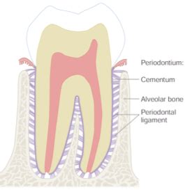 Gingival And Dentogingival Junctional Tissues Chapter 10 Flashcards