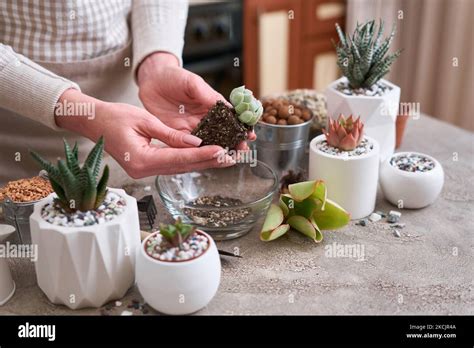 Mujer Sosteniendo Echeveria Planta Suculenta De Corte Enraizada Con