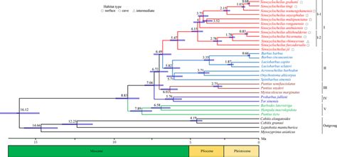 Divergence Times Estimation Of Sinocyclocheilus Utilized Two Fossil