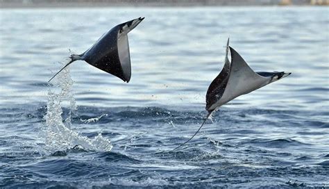 10 Amazing Mobula Ray Facts - Our Planet