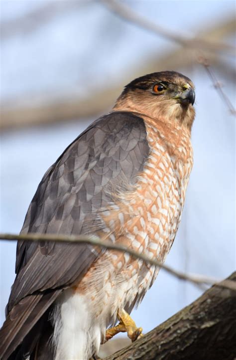 Coopers Hawk Feederwatch