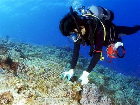 Transplantasi Terumbu Karang Pln Hidupkan Kembali Surga Bawah Laut Di