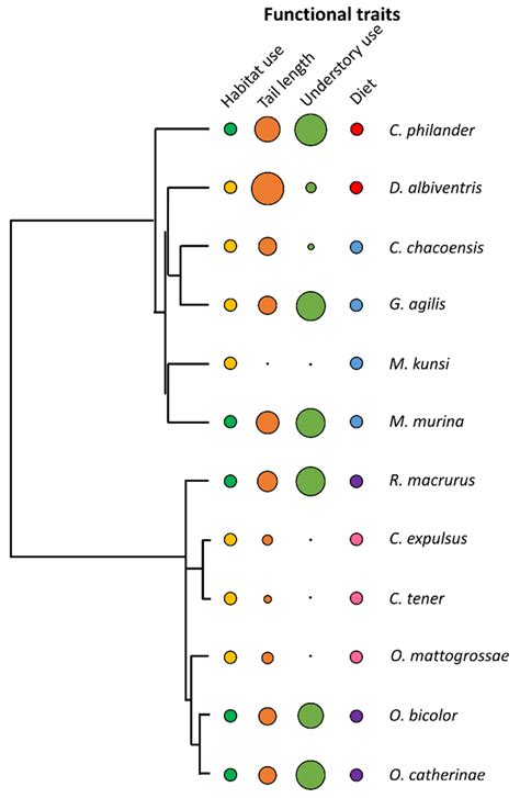 Phylogenetic Hypothesis Derived From The Phylogeny Subset