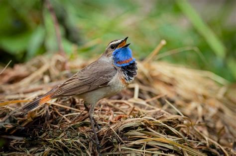 Premium Photo The Bluethroat Is A Small Passerine Bird Birds Of