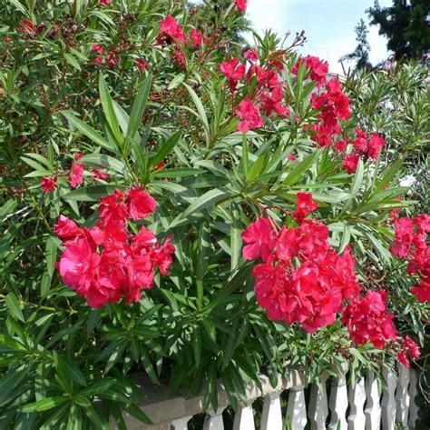 Red Oleander Tree