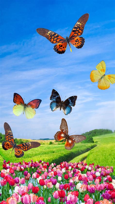 Spring Butterfly Wallpapers - Top Free Spring Butterfly Backgrounds - WallpaperAccess