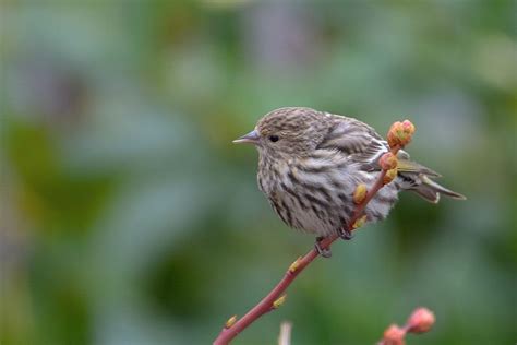 Rare Bird Alert – Travis Audubon