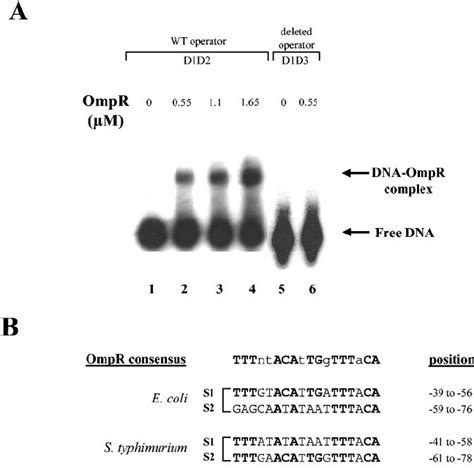 A Dna Binding Assay With Purified Ompr His And The Promoter Region