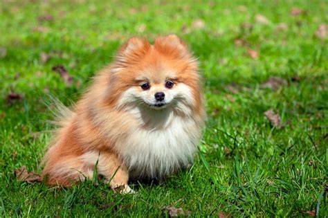 Premium Photo | A pomeranian dog with fluffy fur sits on the grass