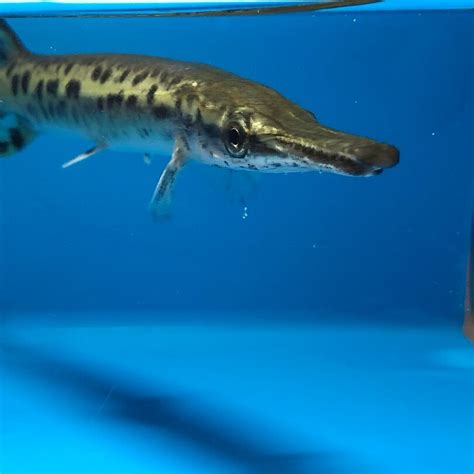 Alligator gar 6" for sale |Exotic Fish Shop | Call now 774-400-4598