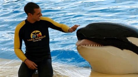 Trainer S Horrifying Death As Seaworld Killer Whale Bit His Body And Tore His Organs