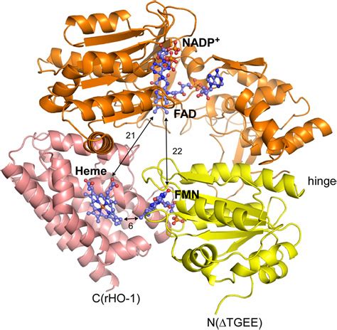 Structural Basis For The Electron Transfer From An Open Form Of Nadph