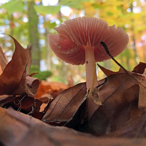 Mycena Rosea The Ultimate Mushroom Guide